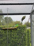 Roodrug koppel, Dieren en Toebehoren, Vogels | Parkieten en Papegaaien, Mannelijk, Parkiet