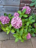 Grote hortensia plant, Tuin en Terras, Planten | Tuinplanten, Ophalen, Zomer, Overige soorten, Halfschaduw