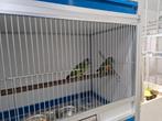 Koppel bonte boeren, Dieren en Toebehoren, Vogels | Parkieten en Papegaaien, Meerdere dieren, Parkiet