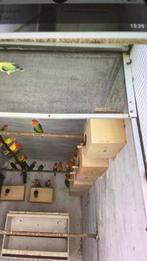 Te koop dwergpapegaaien, Dieren en Toebehoren, Meerdere dieren, Dwergpapegaai of Agapornis