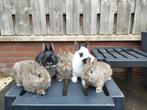 Dwergkonijnen, Dieren en Toebehoren, Konijnen, Meerdere dieren, Dwerg