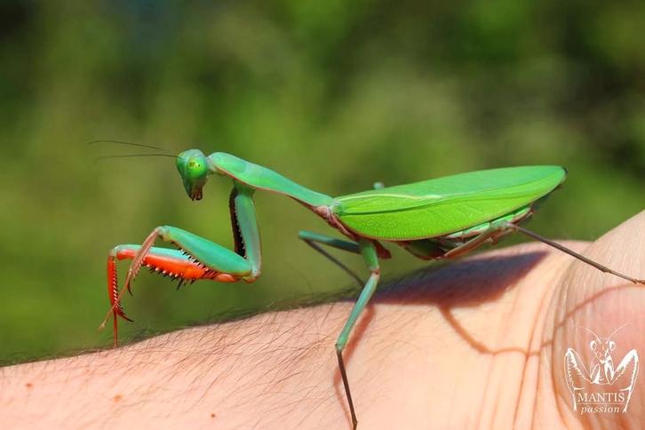 Bidsprinkhaan, bidsprinkhanen, Dieren en Toebehoren, Insecten en Spinnen