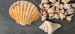 Schelpen grote Jacobschelp 16 cm e.a, Verzamelen, Mineralen en Fossielen, Ophalen of Verzenden, Schelp(en)