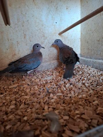 Senegaal duiven  beschikbaar voor biedingen