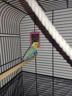 Grasparkiet te koop inclusief kooi en standaard, Dieren en Toebehoren, Vogels | Parkieten en Papegaaien, Mannelijk, Parkiet
