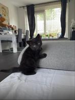Britse kitten zwart, Kater