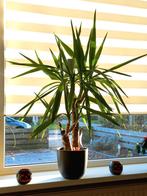 Yucca, Huis en Inrichting, Kamerplanten, Ophalen, 100 tot 150 cm, Yucca, Volle zon