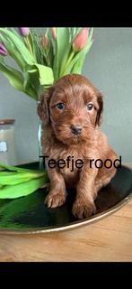 Australian labradoodle puppy’s, Dieren en Toebehoren, 8 tot 15 weken, Teef, Labrador retriever, Parvo