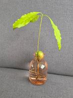Avocado Plant in Roze Vaas, Ophalen, Overige kleuren, Nieuw, Glas
