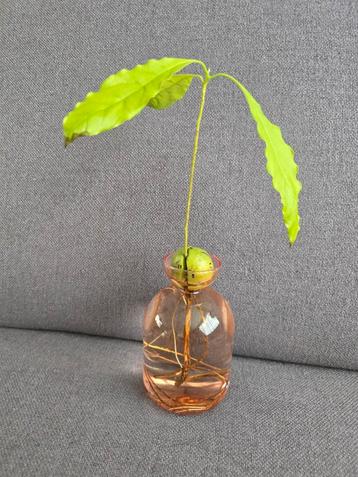 Avocado Plant in Roze Vaas beschikbaar voor biedingen