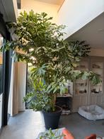 Grote Vissenstaartpalm (Caryotis Mitis) zoekt nieuwe plek, 200 cm of meer, Palm, In pot, Groene kamerplant
