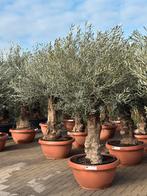 Olea europaea / olijfboom met grillige stam, Tuin en Terras, Planten | Bomen, 100 tot 250 cm, Olijfboom, Zomer, Ophalen
