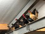 Serama kriel kippen, Dieren en Toebehoren, Pluimvee, Meerdere dieren, Kip