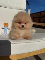 Pomeriaan, Dieren en Toebehoren, Rabiës (hondsdolheid), 8 tot 15 weken, Buitenland, Eén hond