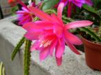 cactus  - Aporocactus - hangcactus, rattenstaart, Ophalen of Verzenden, Cactus, Volle zon, Minder dan 100 cm
