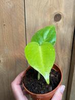 Monstera deliciosa lemon lime green variegata plant, Ophalen of Verzenden, Overige soorten, Minder dan 100 cm