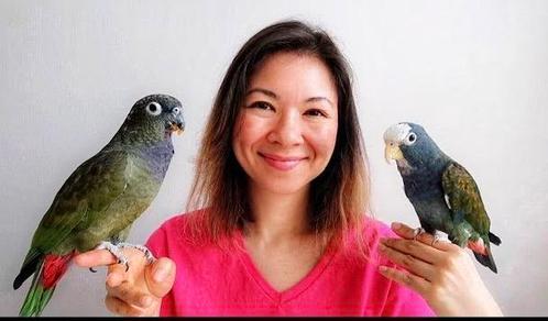 puppy pionas papegaaien de allerliefste papegaaien soort, Dieren en Toebehoren, Vogels | Overige Vogels, Tropenvogel, Meerdere dieren