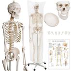 Anatomie model skelet 181 cm op staander GRATIS BEZORGD!, Nieuw, Verzenden