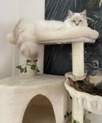 Prachtige Sibeer x Ragdoll katertje, Dieren en Toebehoren, Katten en Kittens | Raskatten | Langhaar, Kater, Gechipt