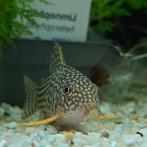 Corydoras sterbai, Dieren en Toebehoren, Vis