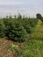 Kerstbomen Fraseri Omorica Nordman Picea abies., Tuin en Terras, Planten | Bomen, Ophalen of Verzenden, Volle zon, Overige soorten