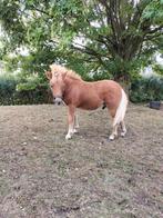 SUPER LIEF MENSELIJK HENGSTVEULEN, Dieren en Toebehoren, Pony's, 0 tot 2 jaar, Hengst, A pony (tot 1.17m), Recreatiepony