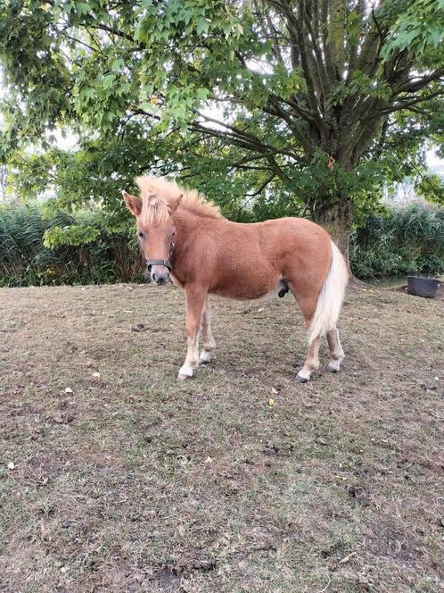 SUPER LIEF MENSELIJK HENGSTVEULEN, Dieren en Toebehoren, Pony's, Hengst, A pony (tot 1.17m), Recreatiepony, 0 tot 2 jaar, Ontwormd