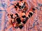 Tekoop: 8 Foxy Jack Russel pups, Rabiës (hondsdolheid), Jack Russell Terriër, 8 tot 15 weken, Meerdere