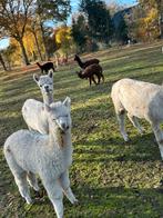 Alpaca hengst veulen, Dieren en Toebehoren, Mei, Mannelijk