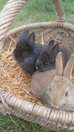 Baby konijntjes vosje te koop!, Meerdere dieren, 0 tot 2 jaar