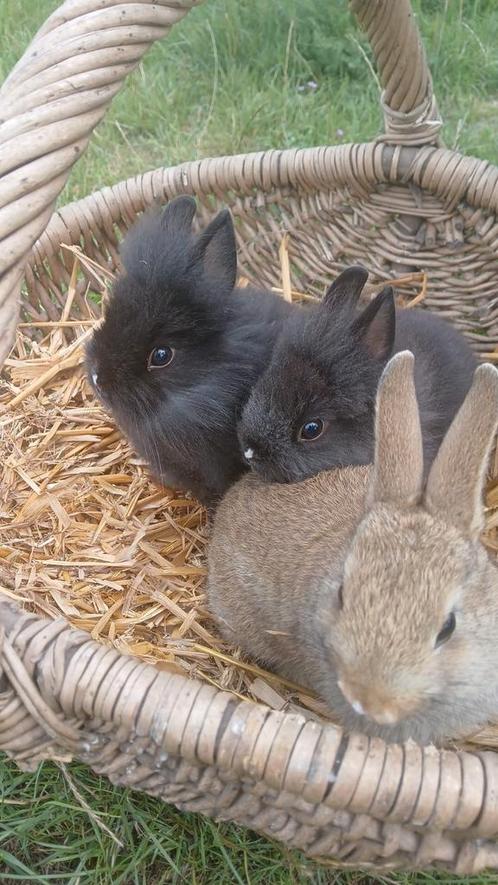 Baby konijntjes vosje te koop!, Dieren en Toebehoren, Konijnen, Meerdere dieren, 0 tot 2 jaar