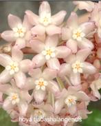 Hoya tjadashalangensis, Overige soorten, In pot, Minder dan 100 cm, Bloeiende kamerplant