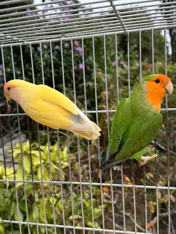 2 Agapornis roseicollie dwergpapegaai beschikbaar voor biedingen