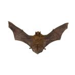 Tylonycteris pachypus vleermuis in diepe lijst 33x16x4,5 cm, Verzamelen, Dierenverzamelingen, Ophalen of Verzenden, Nieuw, Insect