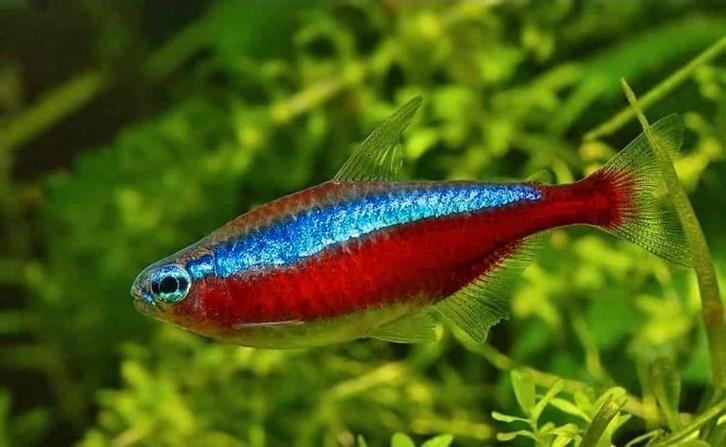 Schooltje 11 visjes te koop, Dieren en Toebehoren, Vissen | Aquariumvissen, Vis