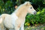 Prachtig palomino nmprs hengstje, Dieren en Toebehoren, Gechipt, 0 tot 2 jaar, Hengst, A pony (tot 1.17m)