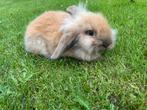 Hangoor dwergkonijntjes te koop, Dieren en Toebehoren, Konijnen, Geslacht onbekend, Dwerg, Hangoor, 0 tot 2 jaar