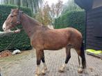 tuigpaard, Dieren en Toebehoren, Paarden, Merrie, Gechipt, 3 tot 6 jaar, Tuigpaard