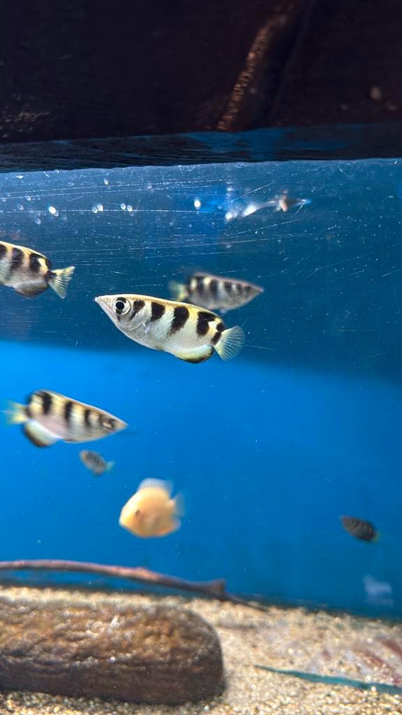 Toxotes Jaculatrix schuttersvis, Dieren en Toebehoren, Vissen | Aquariumvissen, Vis