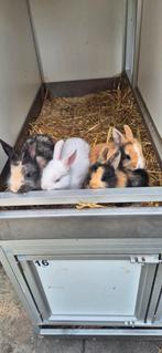 Baby mini dwergkonijntjes., Dieren en Toebehoren, Dwerg