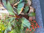 Ensete maurellii, Ophalen, Overige soorten