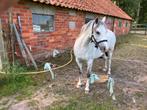 Mooie pony te koop, Dieren en Toebehoren, Pony's, Ruin, 3 tot 6 jaar