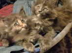 Lieve Maine Coon kittens met stamboom, Meerdere dieren, Gechipt