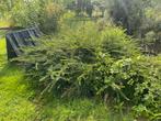 Struikkamperfoelie - Groenblijvende Struik, Tuin en Terras, Planten | Struiken en Hagen, Ophalen, Overige soorten, Struik, Minder dan 100 cm