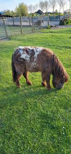 Prachtige minipaardjes. Hengstjes., Dieren en Toebehoren, Pony's, Merrie, A pony (tot 1.17m), Recreatiepony, 0 tot 2 jaar