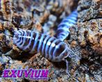 Armadillidium maculatum Chocolate pissebedden / isopods, Dieren en Toebehoren, Overige soorten