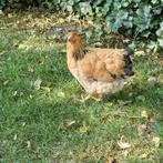 WYANDOTTE GROOT  BUFF COLUMBIA, Dieren en Toebehoren, Pluimvee, Vrouwelijk, Kip