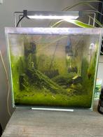 Aquarium, Dieren en Toebehoren, Vissen | Aquaria en Toebehoren, Ophalen, Zo goed als nieuw, Gevuld zoetwateraquarium