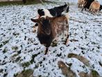 Mooie dwerggeit bok te huur, Dieren en Toebehoren, Schapen, Geiten en Varkens, Mannelijk, Geit, 0 tot 2 jaar