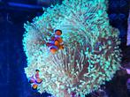 3 nemo's, Dieren en Toebehoren, Vis